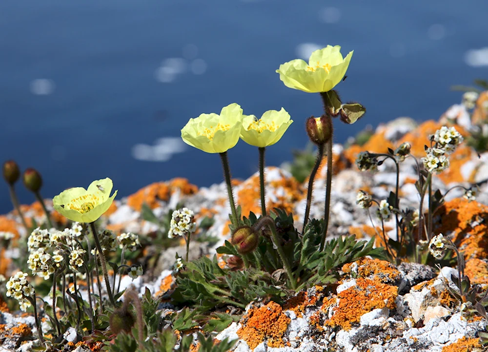 Мак Полярный Papaver radicatum