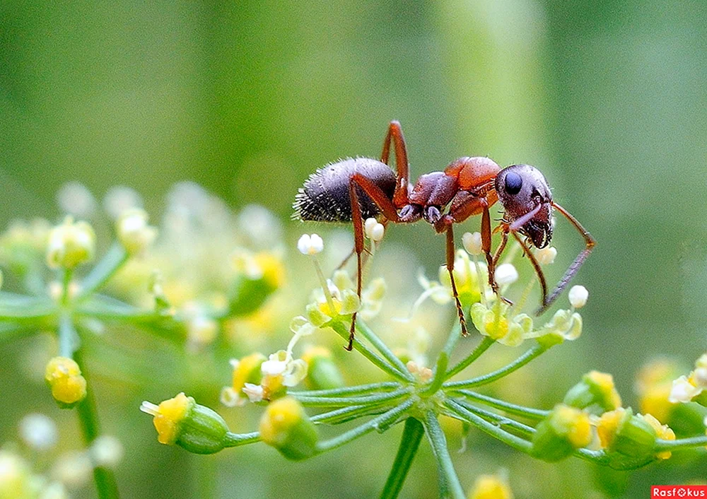Макрофото муравья