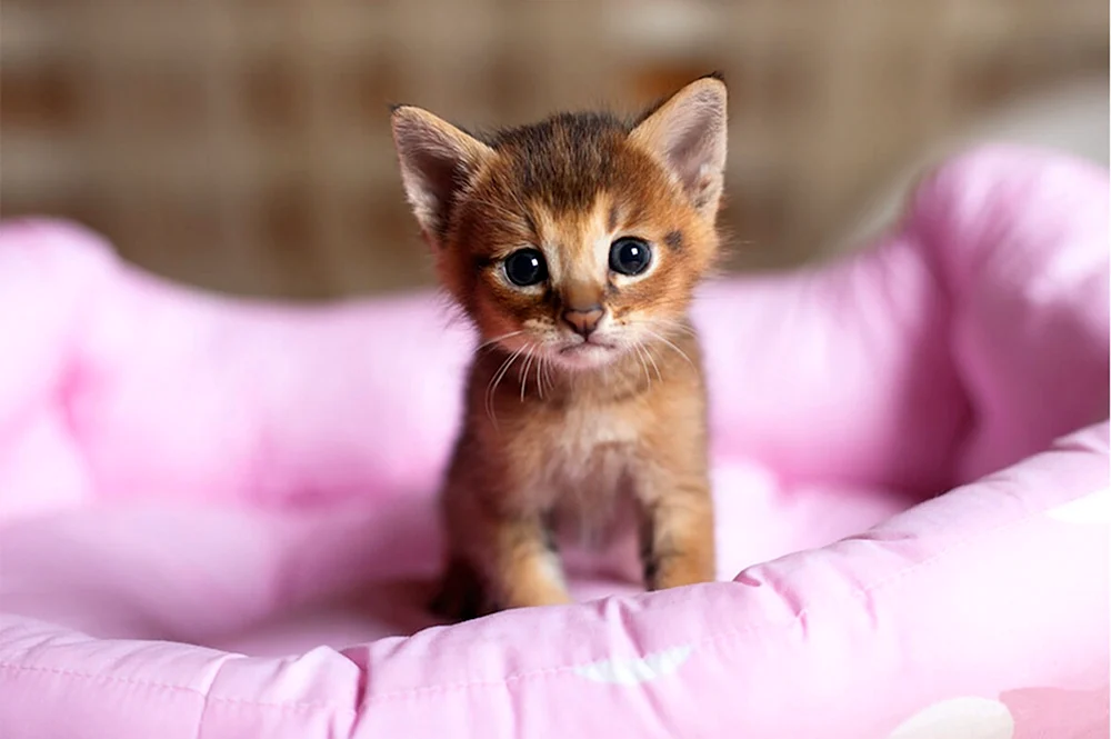 Маленький котенок