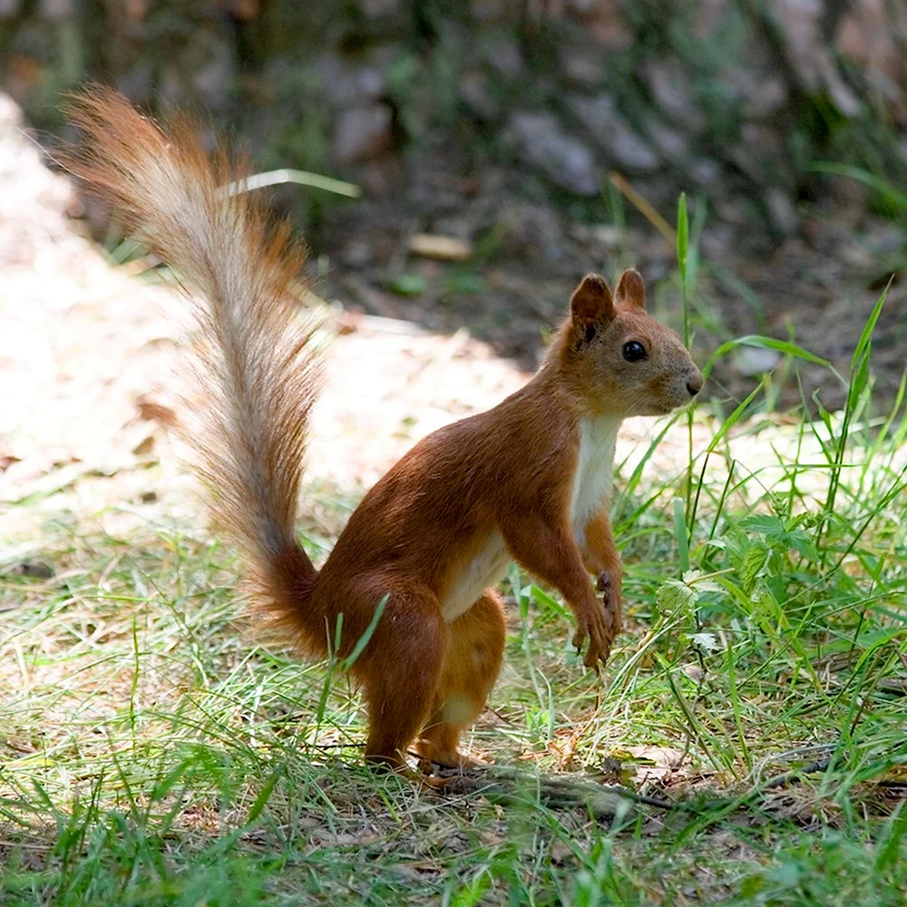 Марка Red Squirrel Sciurus vulgaris