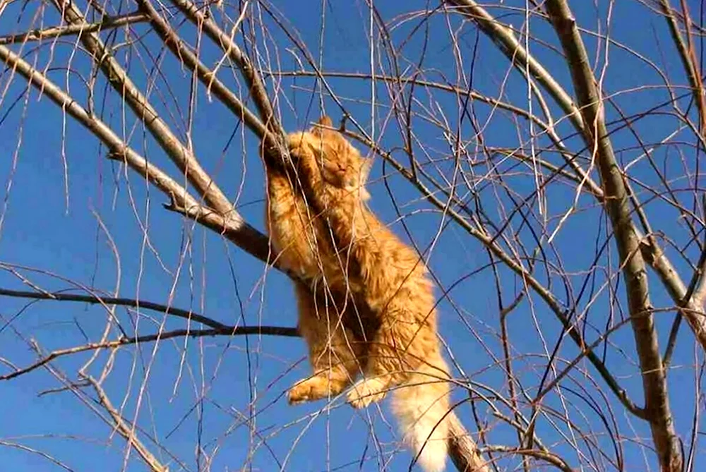 Мартовские коты на дереве