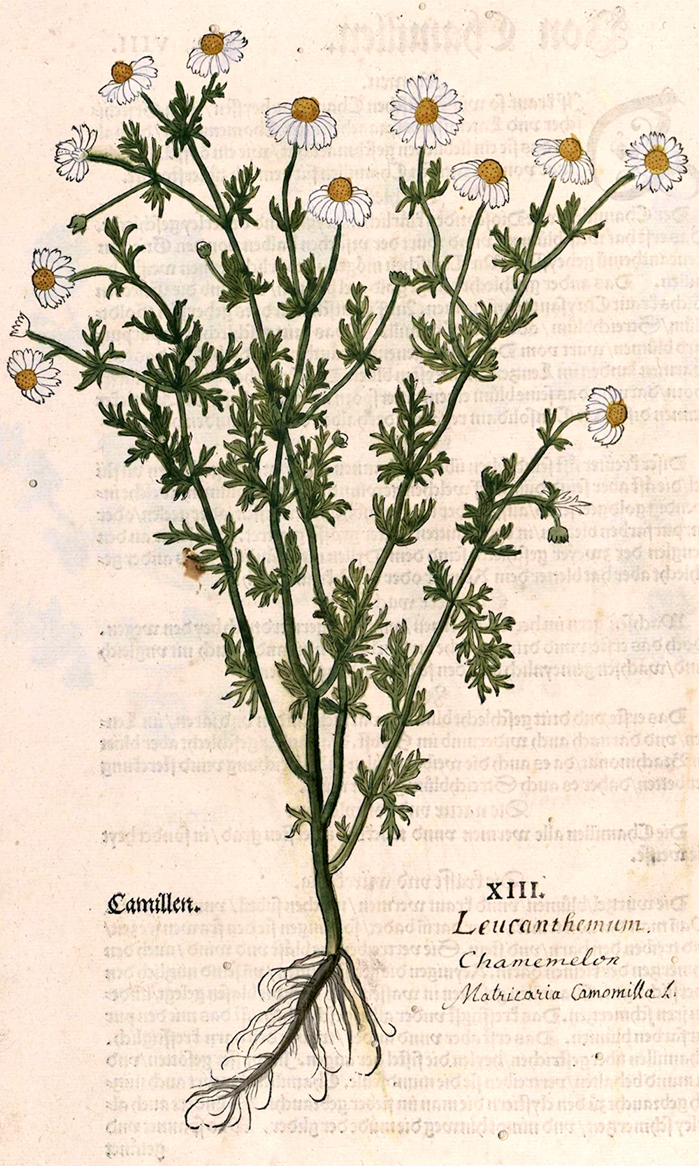 Matricária Chamomilla Ботанический рисунок