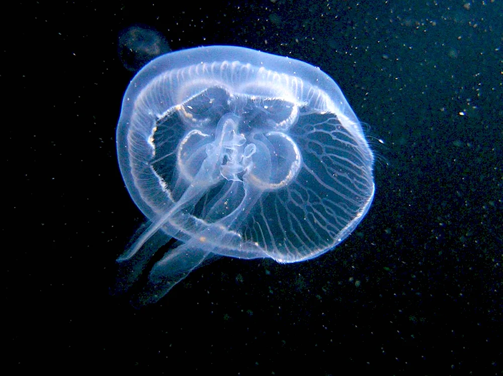 Медуза Аурелия