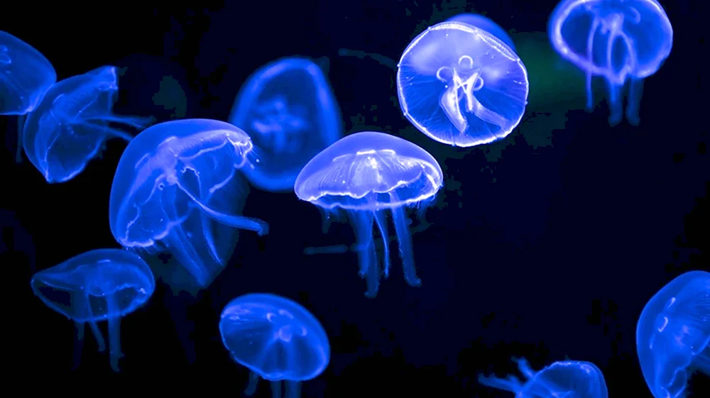 Медуза Аурелия фиолетовая