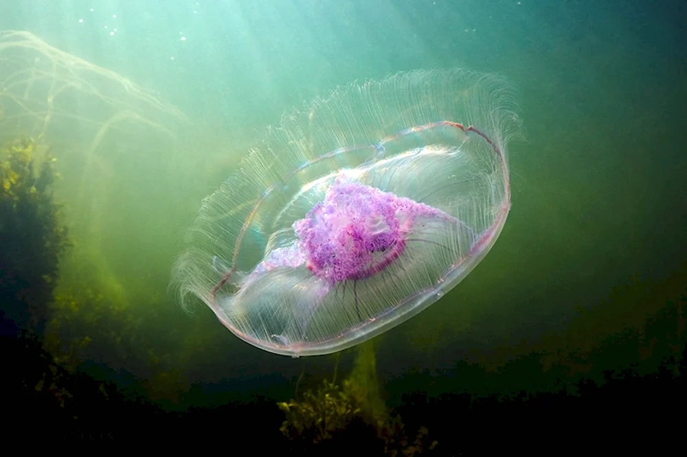 Медуза Аурелия в черном море
