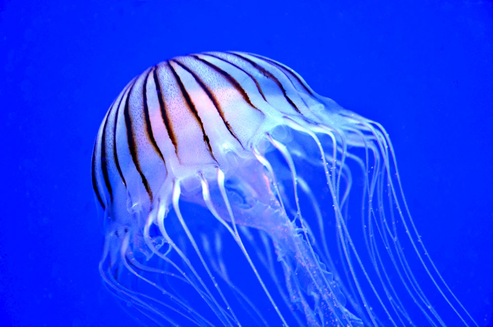 Медуза биология