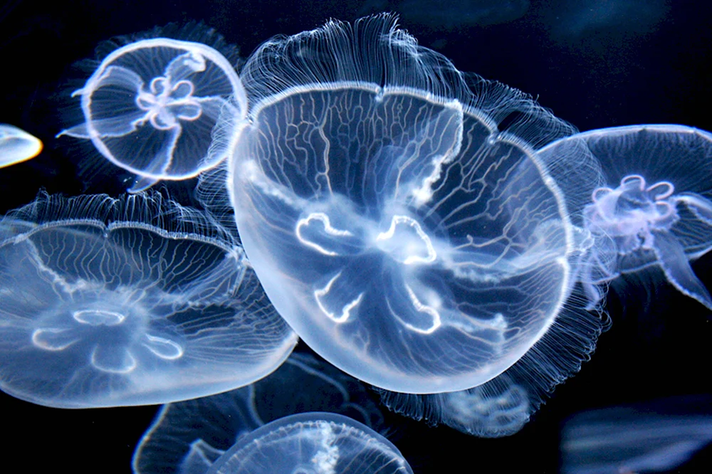 Медуза биология