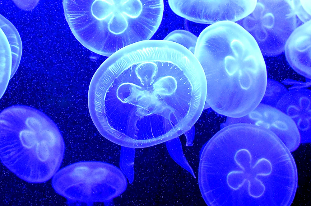 Медузы