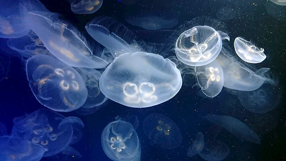 Медузы черного моря корнерот и Аурелия