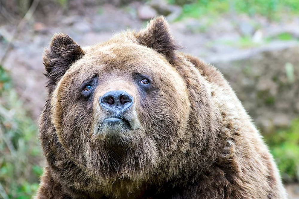 Медведь Гризли грустный
