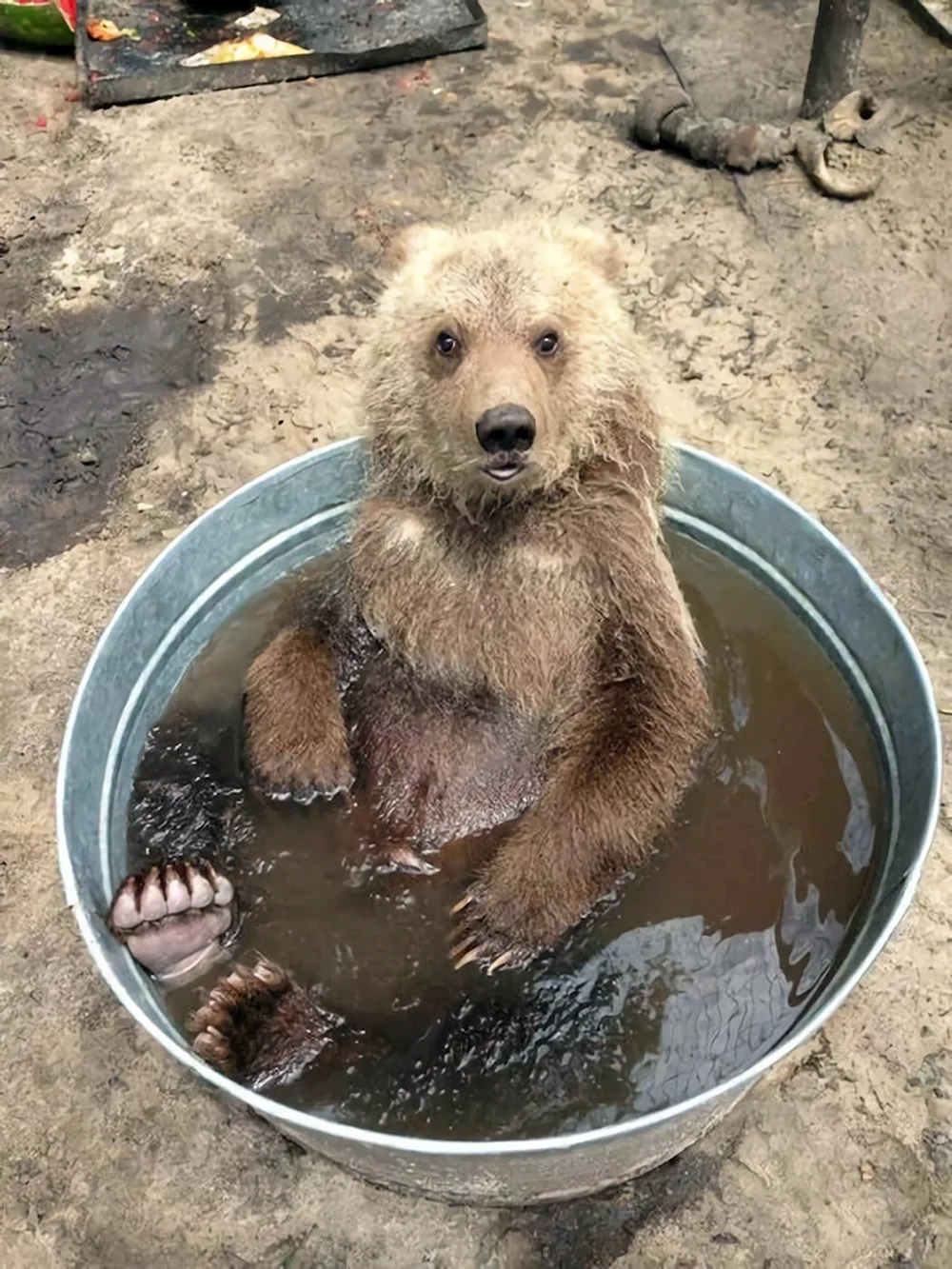 Медведь купается