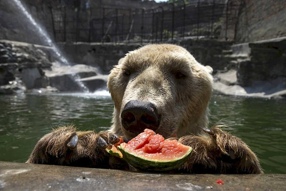 Медведь кушает