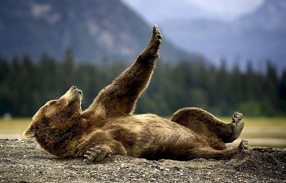 Медведь лежит на спине