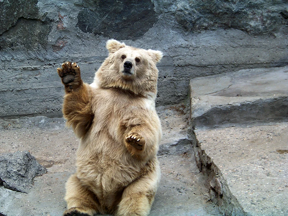 Медведь машет