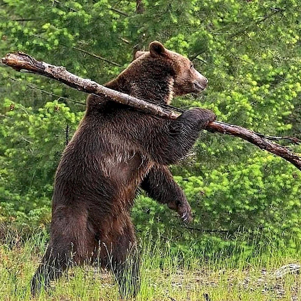 Медведь на бревне