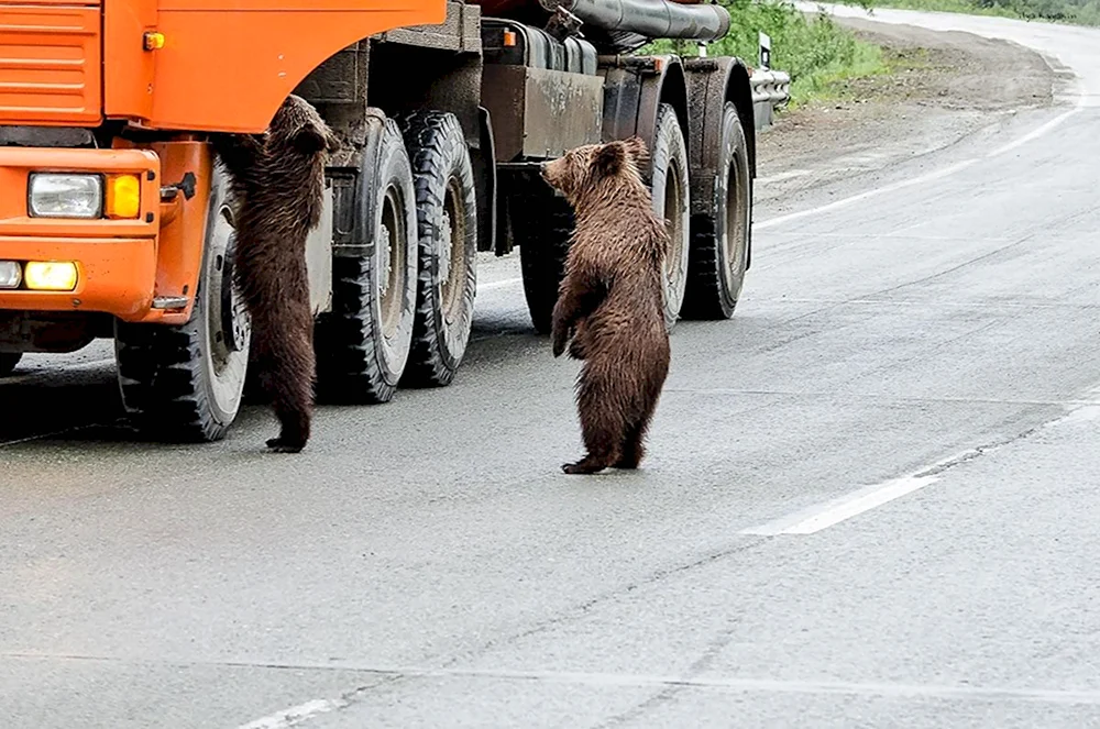 Медведь на дороге