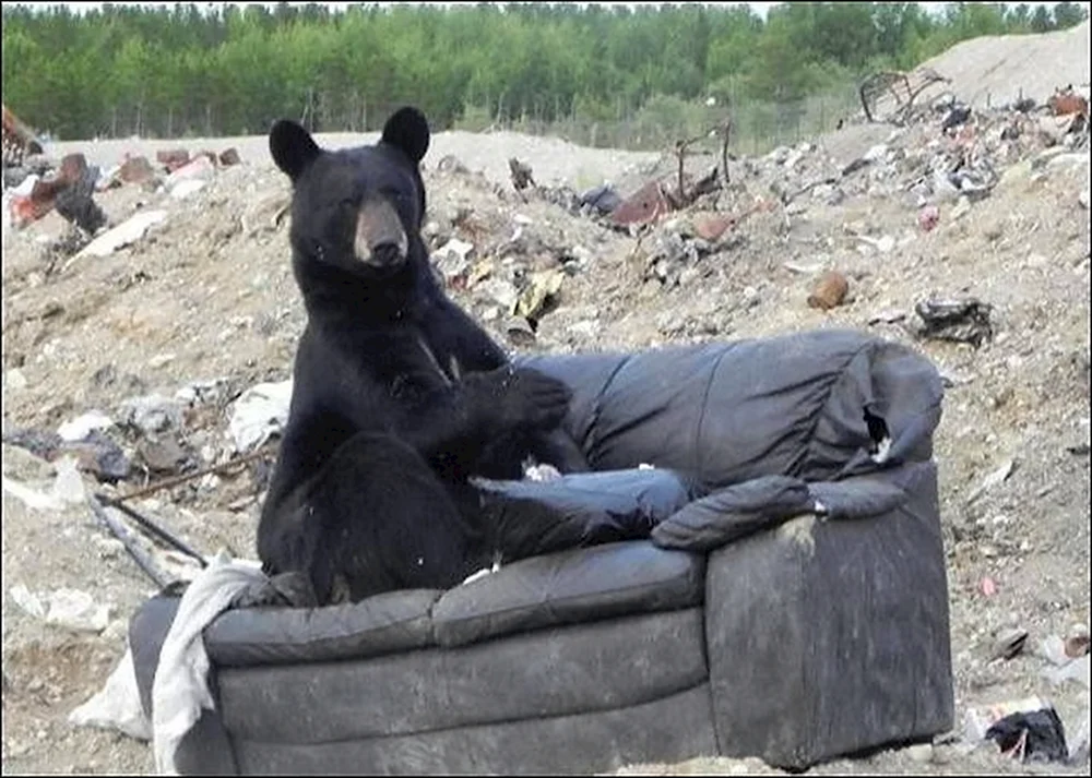 Медведь на помойке на диване