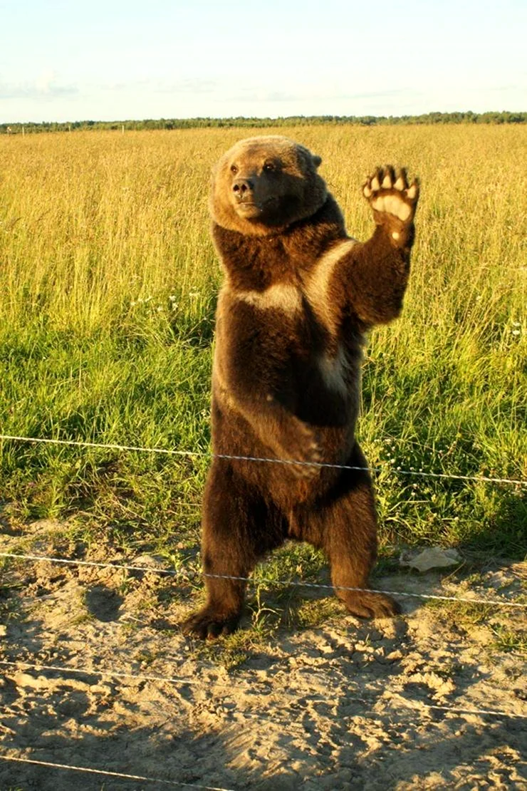 Медведь с поднятой лапой