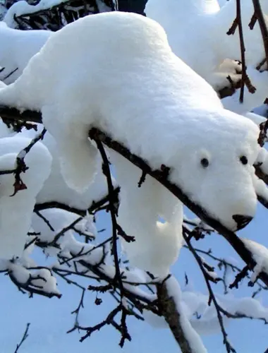 Медведь снежок