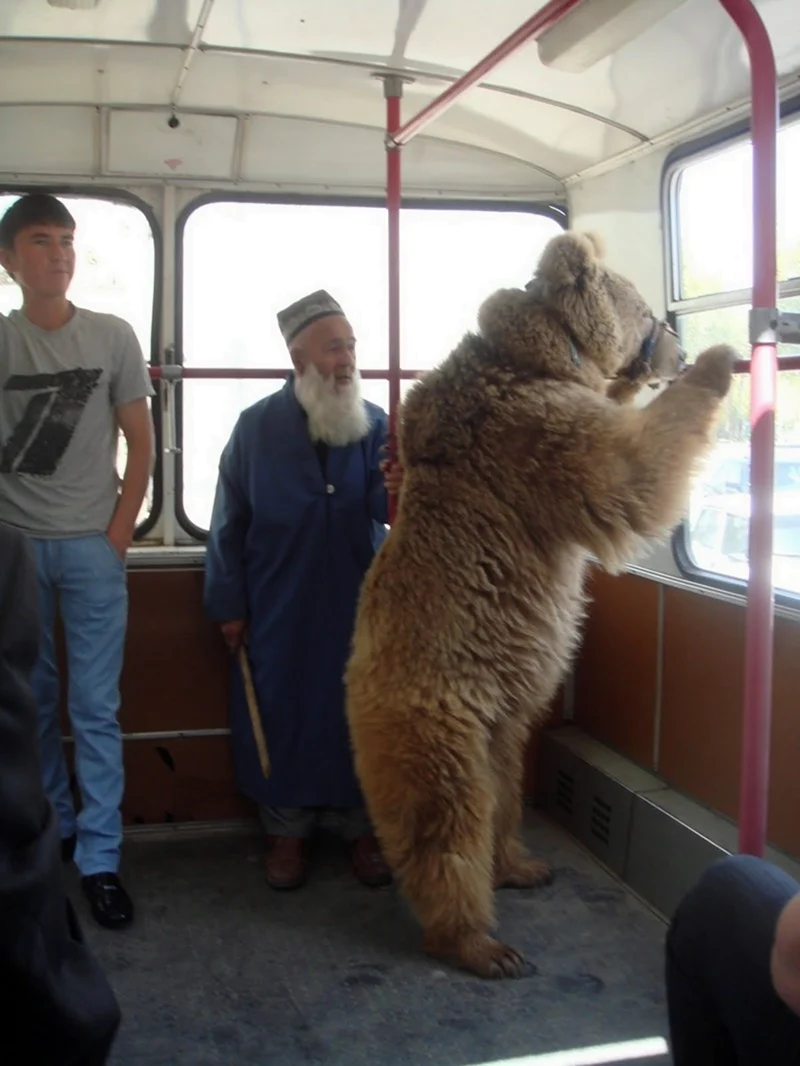 Медведь в автобусе