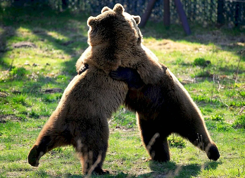Медведи обнимаются