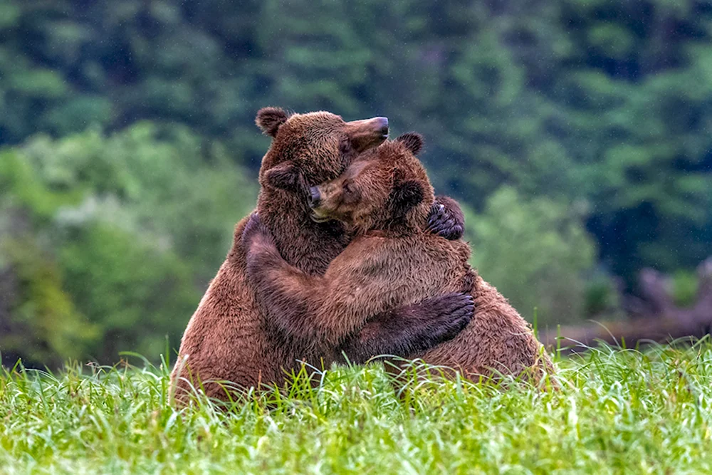 Медведи обнимаются