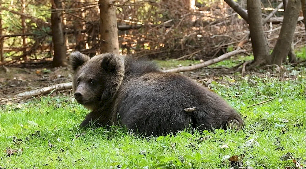 Медвежата Баженова