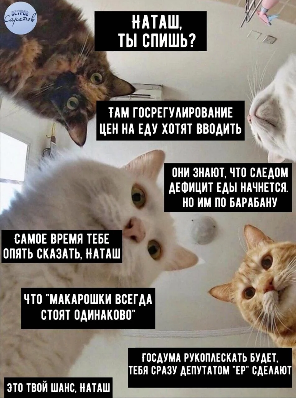Мем про Наташу и котов