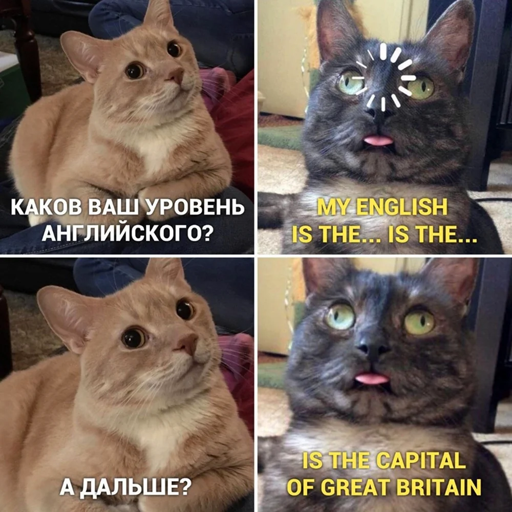 Мем с котами английский