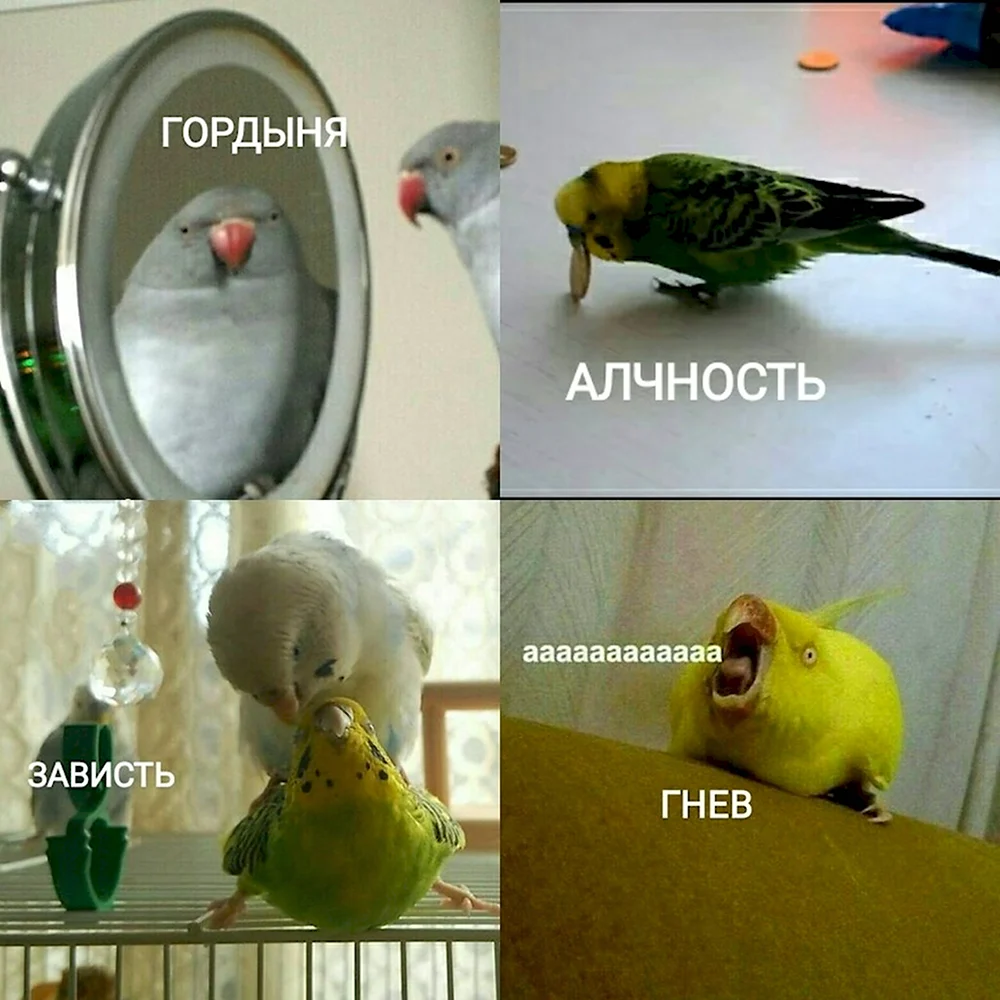 Мем с попугаем