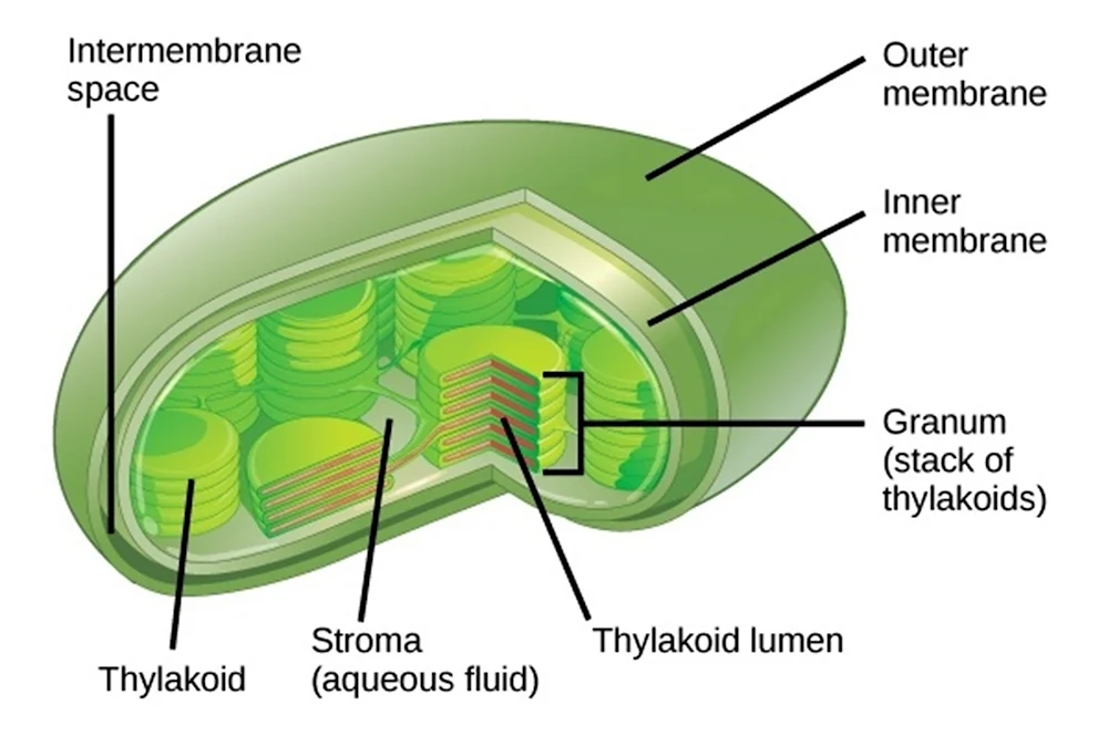 Мембрана тилакоидов хлоропластов