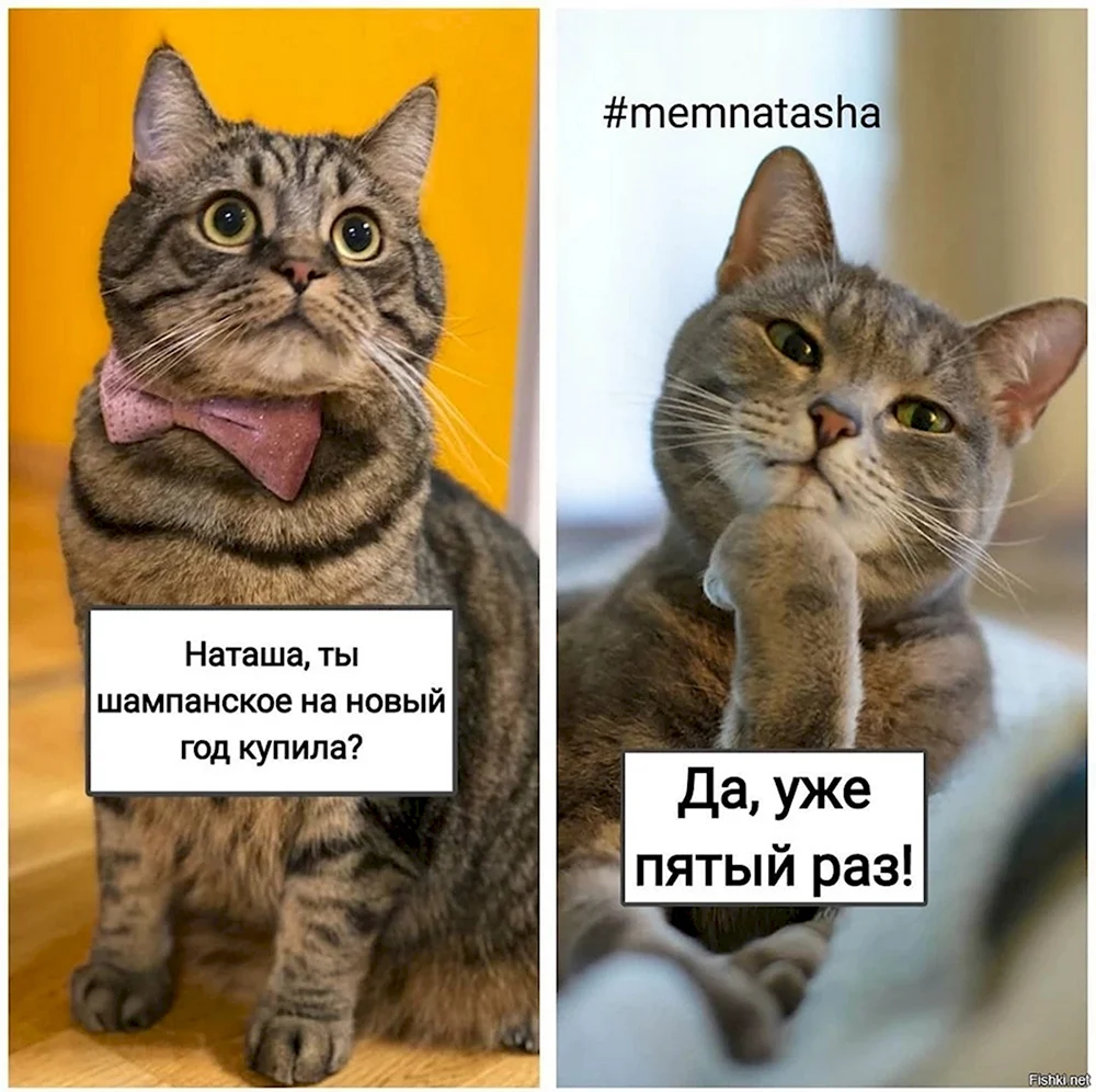 Memnatasha