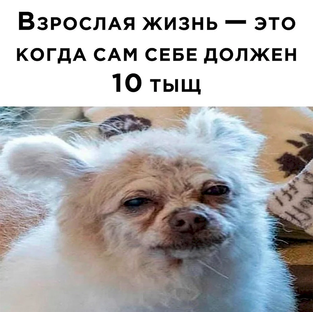 Мемы 2022 смешные