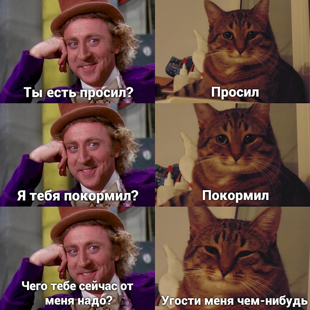 Мемы про котов