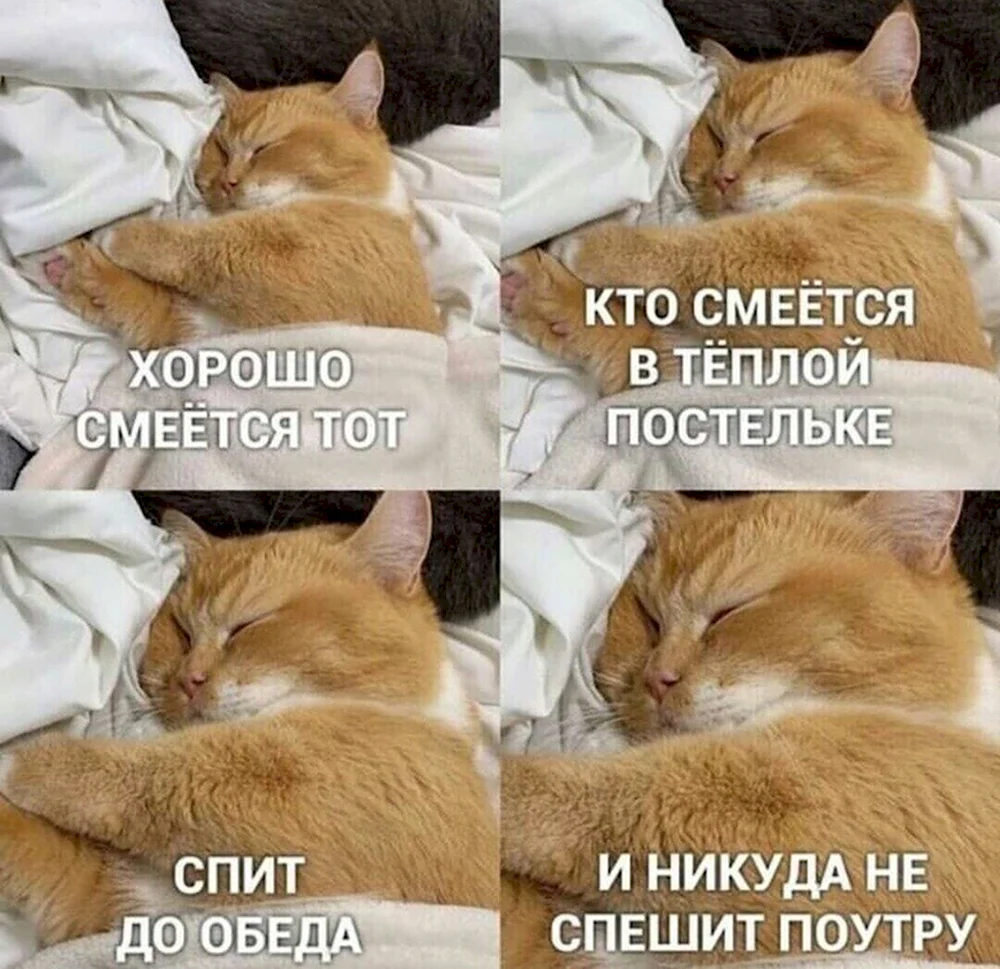 Мемы про котов и отношения