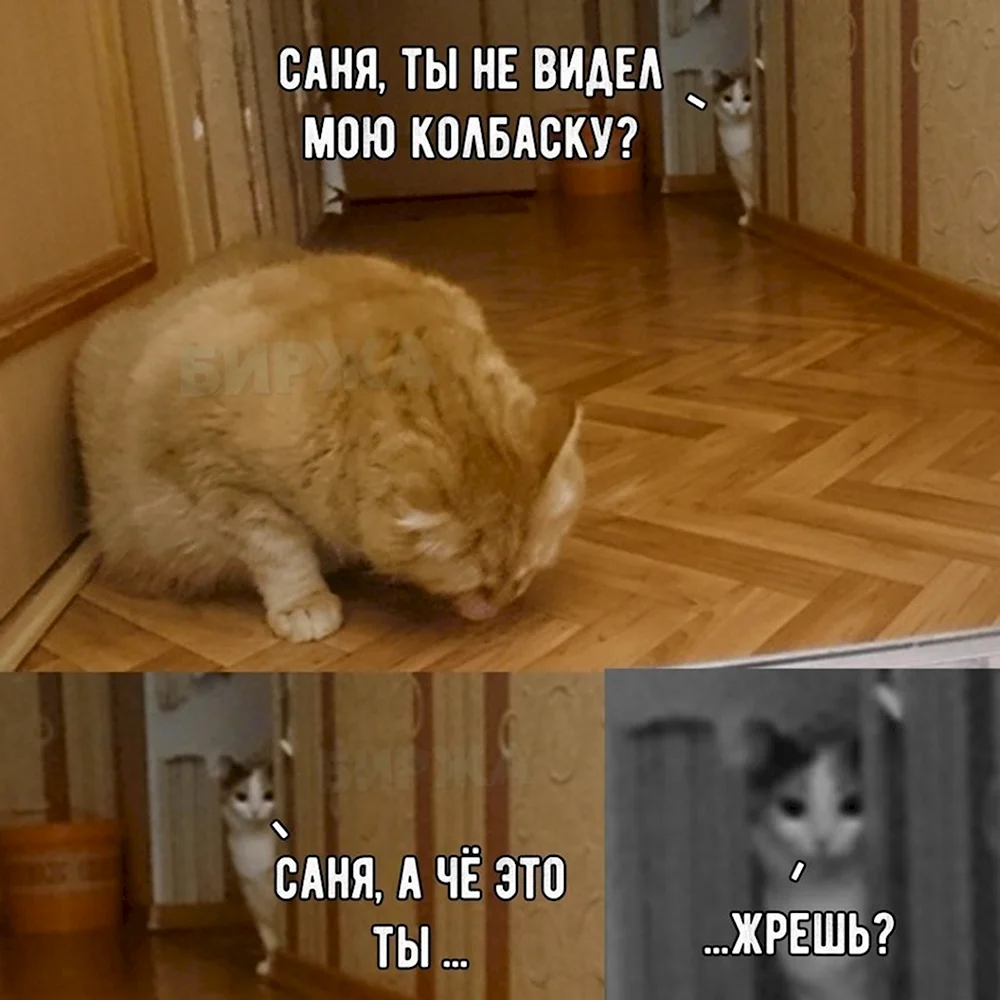 Мемы про котов смешные до слез