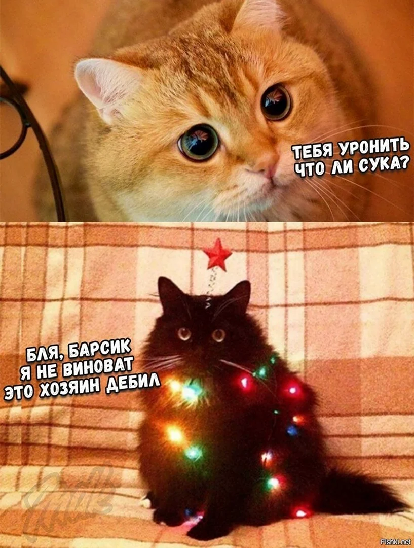 Мемы про новый год с котами