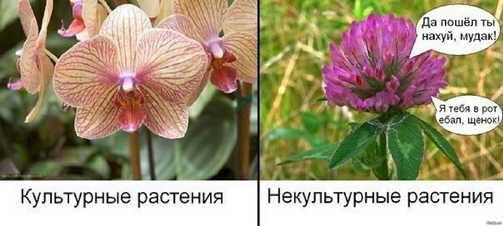 Мемы про цветы