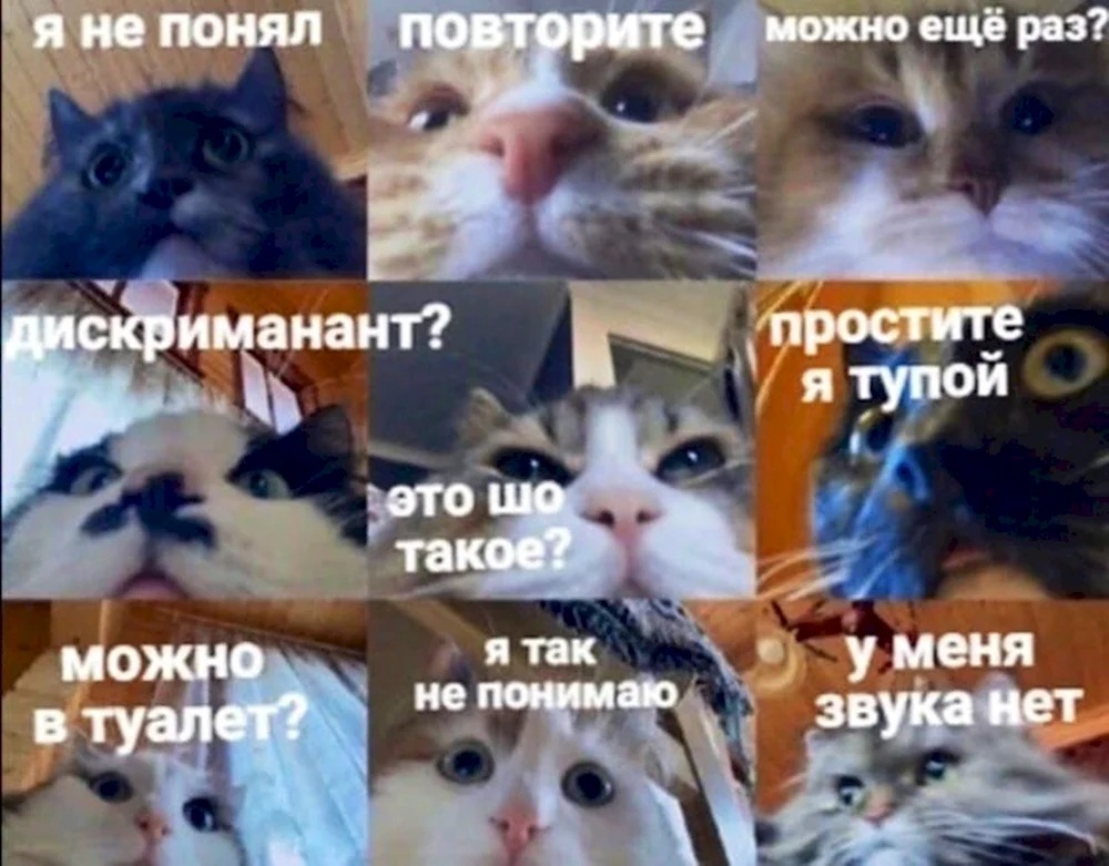 Мемы про учебу коты