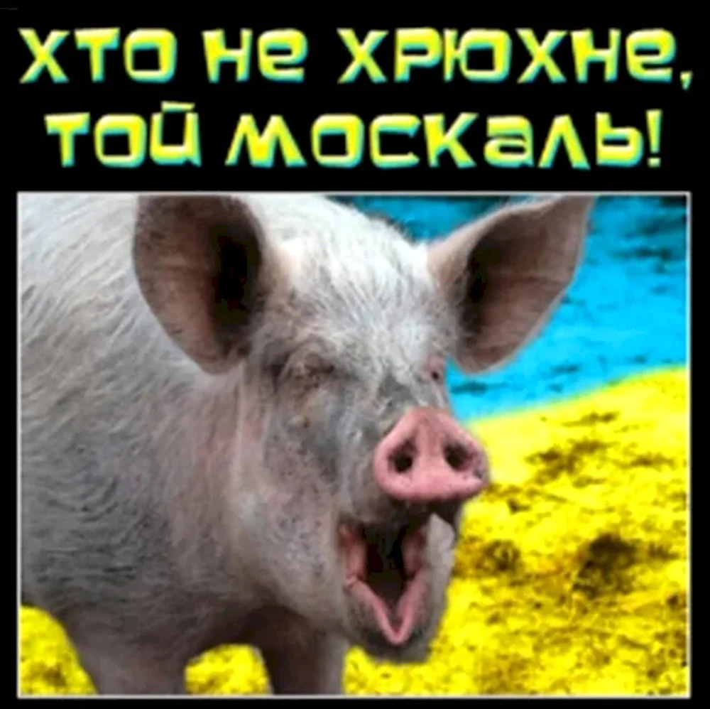 Мемы про украинску. Свинью