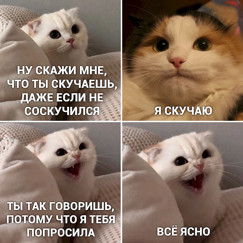 Мемы с котами