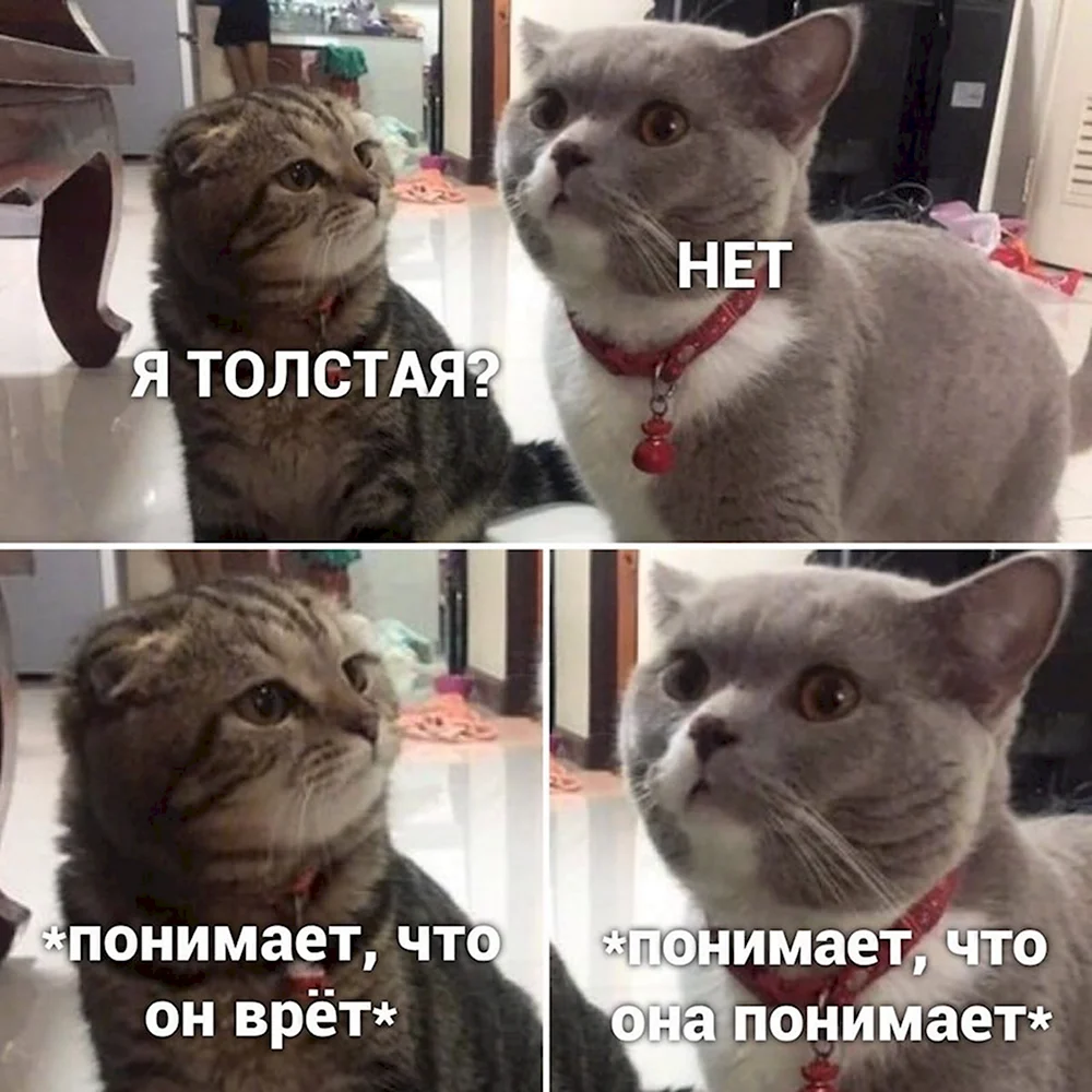 Мемы с котами