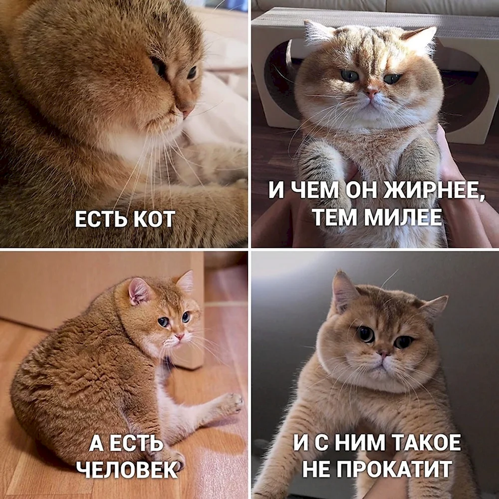 Мемы с котами