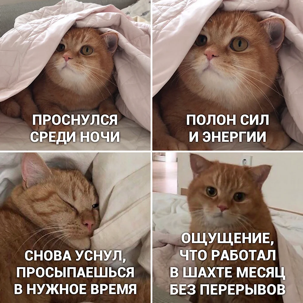 Мемы с котами