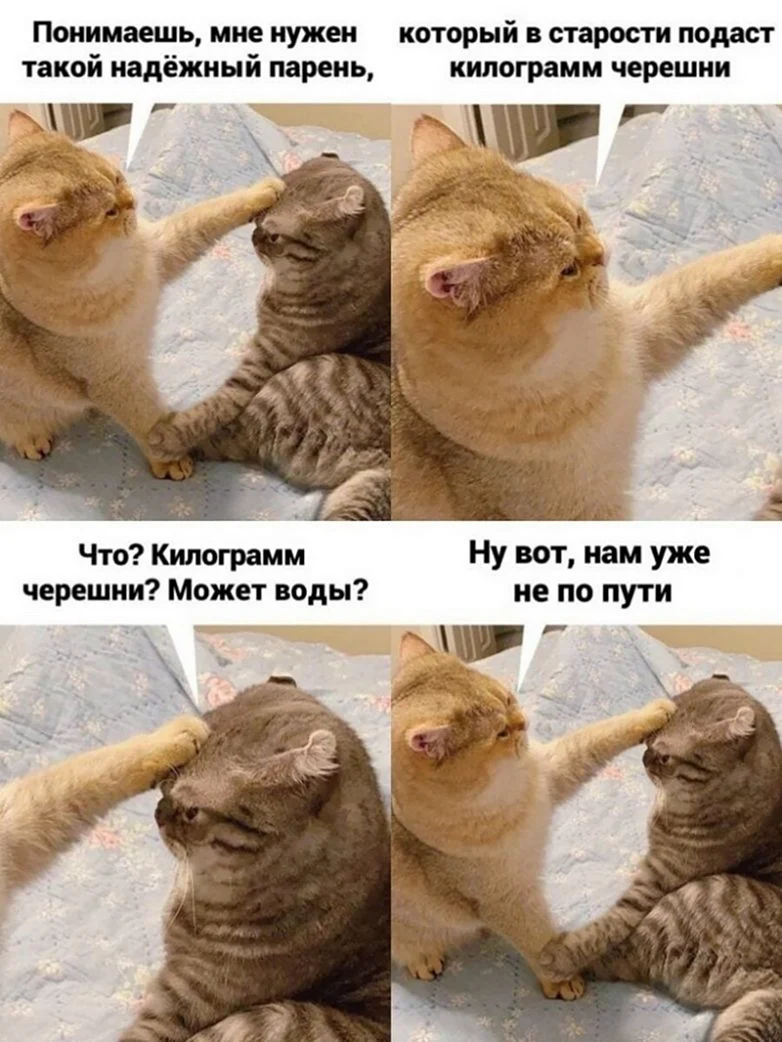 Мемы с котами