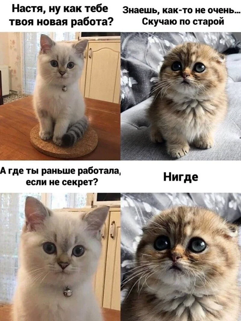 Мемы с котами