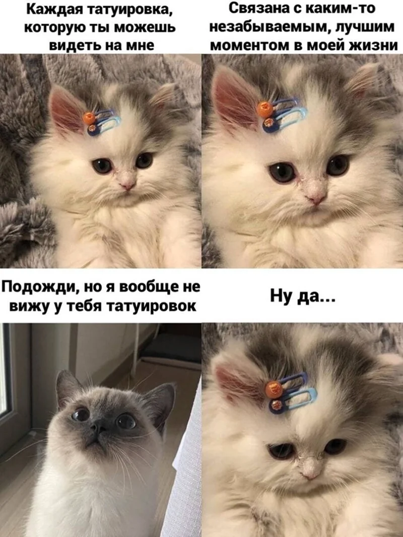 Мемы с котами