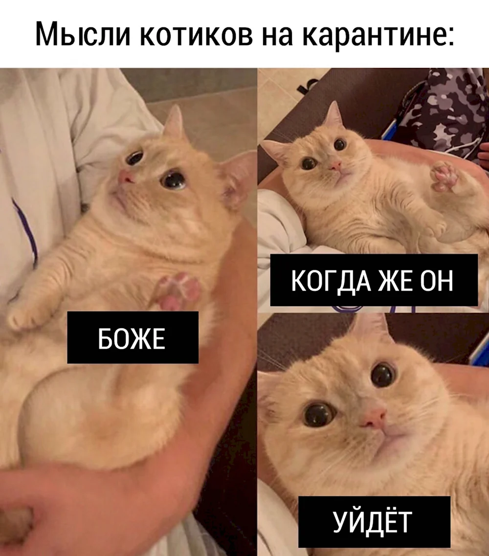 Мемы с котами