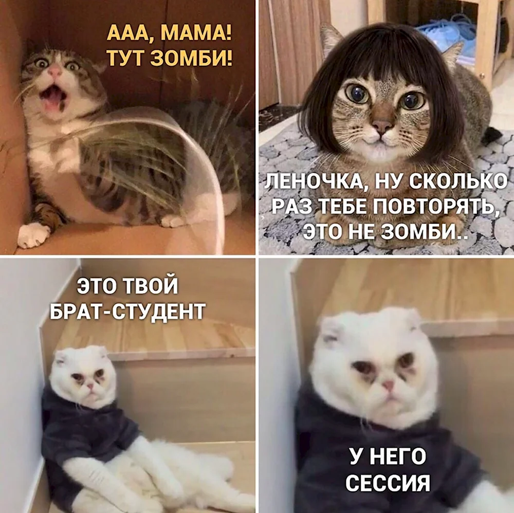 Мемы с котами