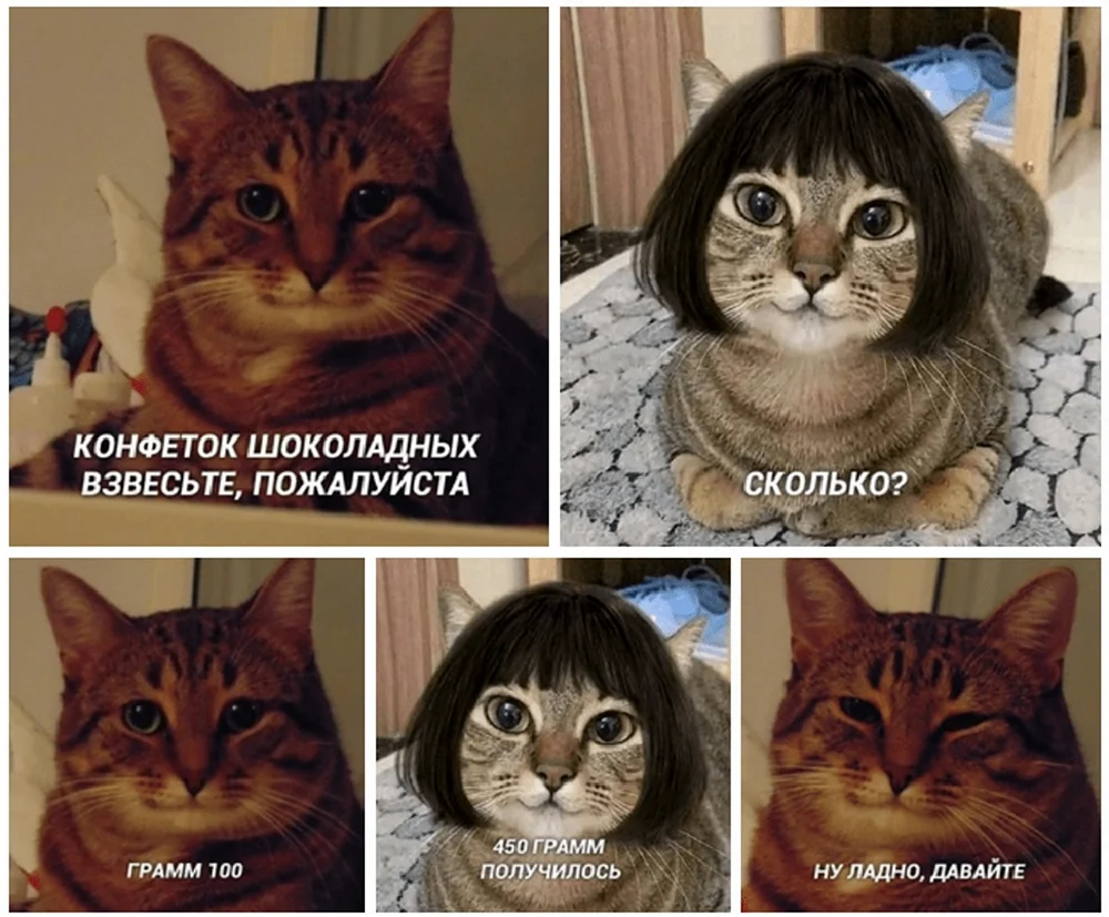 Мемы с котами